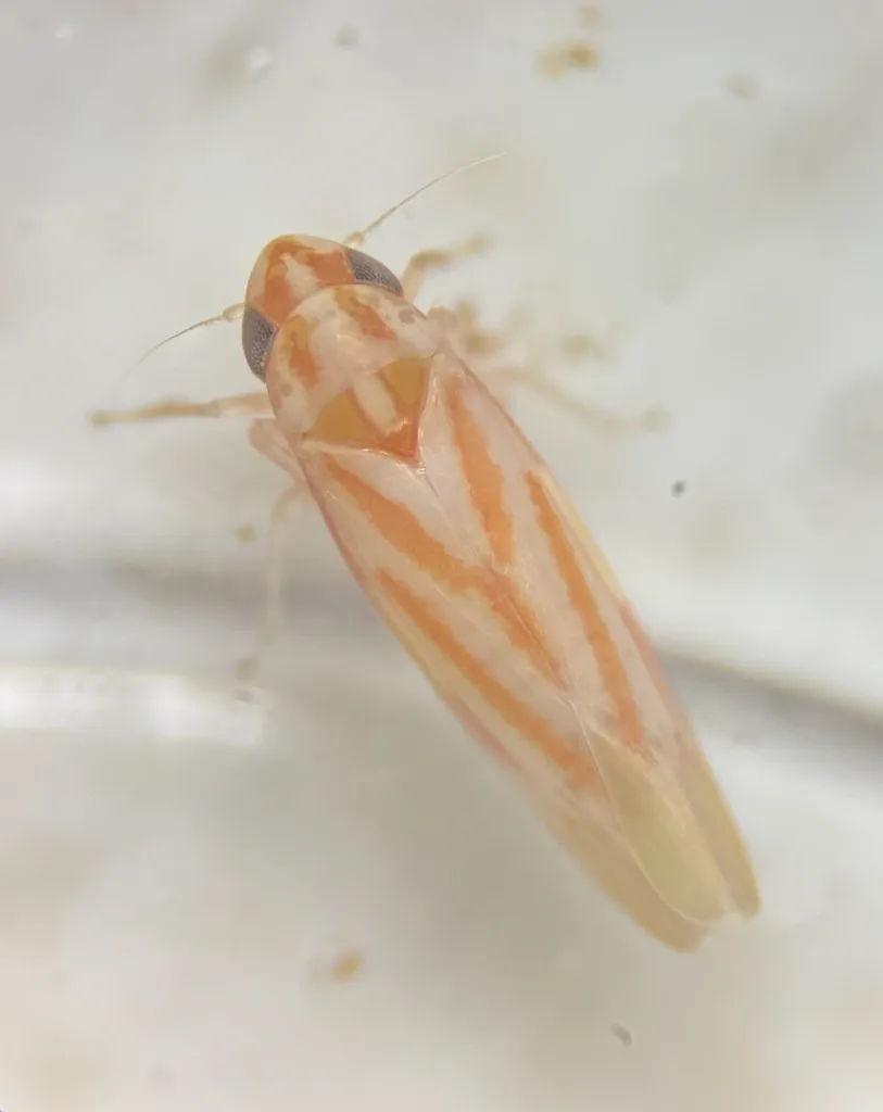 Erythridula obliqua - photo 2