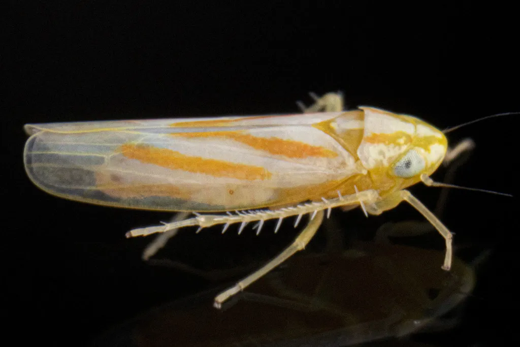 Erythridula parsonsi - photo 2