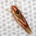 Erythridula penenoeva - Erythridula penenoeva