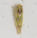 Erythridula penenoeva - photo 2