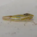 Erythridula penenoeva - photo 3