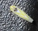 Erythridula penenoeva - photo 4