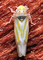 Erythridula penenoeva - photo 5