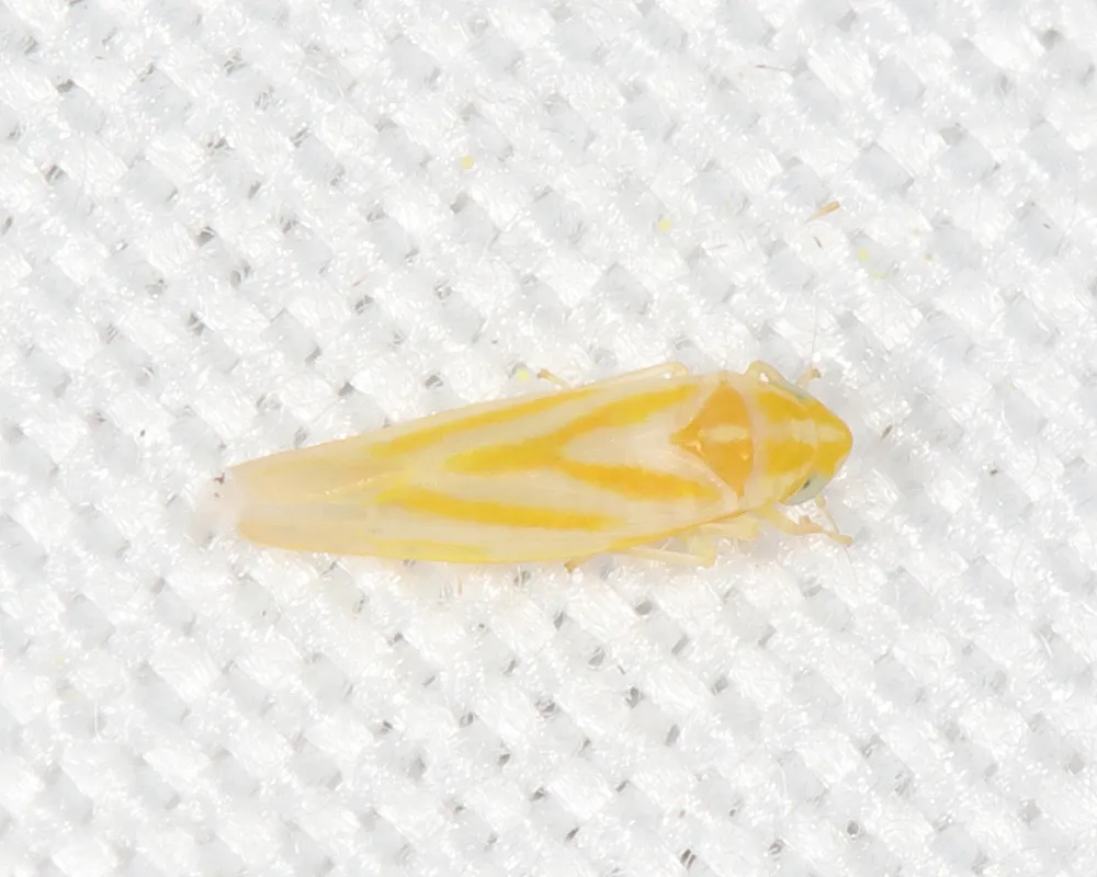 Erythridula perita - photo 2