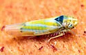 Erythridula pfrimmeri