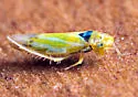 Erythridula pfrimmeri - photo 3