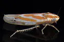 Erythridula plena - Erythridula plena