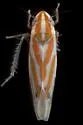 Erythridula plena - photo 2