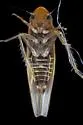 Erythridula plena - photo 3