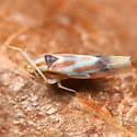 Erythridula praecisa - photo 3