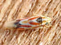Erythridula praecisa - photo 4