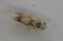 Erythridula praecisa - photo 5