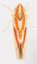 Erythridula rubrataeniensis - Erythridula rubrataeniensis
