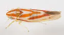 Erythridula rubrataeniensis - photo 2