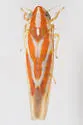 Erythridula rubrataeniensis - photo 4