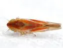 Erythridula rufostigmosa - photo 2