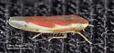Erythridula rufostigmosa - photo 3