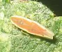 Erythridula rufostigmosa - photo 4