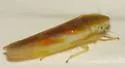 Erythridula similalis - photo 2