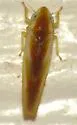 Erythridula similalis - photo 3
