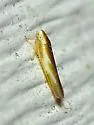 Erythridula similalis - photo 4