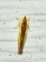 Erythridula similalis - photo 5