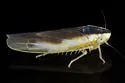 Erythridula stolata - photo 2