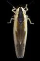 Erythridula stolata - photo 3
