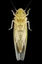 Erythridula stolata - photo 4
