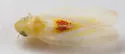 Erythridula verdana - Erythridula verdana