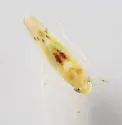 Erythridula verdana - photo 2