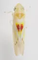Erythridula verdana - photo 4