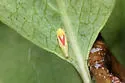 Erythridula victorialis - photo 2