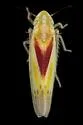Erythridula victorialis - photo 4