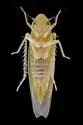 Erythridula victorialis - photo 5