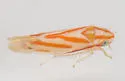 Erythridula volucris - photo 2