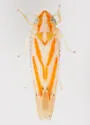 Erythridula volucris - photo 4