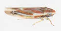 Erythridula wysongi - photo 2
