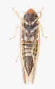 Erythridula wysongi - photo 3