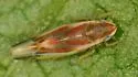 Erythridula wysongi - photo 4