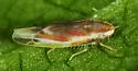 Erythridula wysongi - photo 5