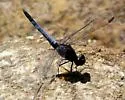 Plateau Dragonlet
