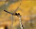 Plateau Dragonlet - photo 3