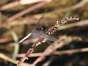 Plateau Dragonlet - photo 4