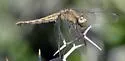 Plateau Dragonlet - photo 5