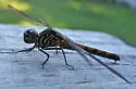 Seaside Dragonlet - photo 2