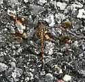 Seaside Dragonlet - photo 3