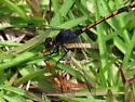 Seaside Dragonlet - photo 4