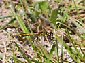 Seaside Dragonlet - photo 5