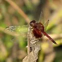 Red-mantled Dragonlet